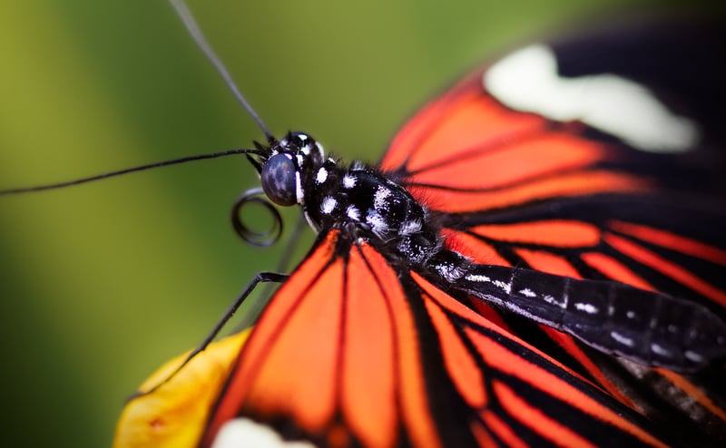 Pollinator-Friendly Choices